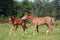 Two foals playing together at the pasture