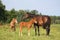 Two foals and their mother on pasture