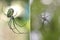 Two Focus Stacked Images of Venusta Orchard Spider one from Top