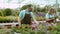 Two focused florists caring of blooming pelargoniums