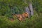 Two forest African lion in the nature habitat, green trees, Okavango delta, Botswana in Africa. Forest wildlife in Africa