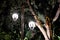 Two forged vintage lanterns illuminate the leaves of the tree. Bright light emanating from street lamps