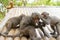 Two Formosan macaques live in Shoushan National Nature Park of Kaohsiung city, Taiwan, also called Macaca cyclopis.