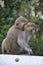 Two Formosan macaques in mountain of Kaohsiung city, Taiwan