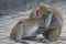 Two Formosan macaques in mountains of Kaohsiung city, Taiwan, also called Macaca cyclopis. They are fighting