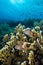 Two Forster`s hawkfish  stand in the coral branches