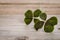 Two four-leaves clovers for good luck