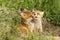 Two fox cubs playing near the den
