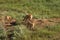 Two Fox Kits Playing Near Their Den With One Watching