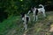 Two fox terrier dogs stand on a hillside