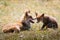 Two foxes playing in the grass