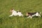 Two Foxterrier running in the meadow