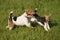 Two Foxterrier running in the meadow