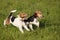 Two Foxterrier running in the meadow
