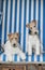 Two foxterrier sitting in a beach chair