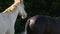 Two free horses on pasture