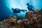 Two freedivers swim over the vivid coral reef