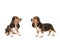 Two french basset puppy dogs both looking up