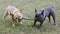 Two French Bulldog Buddies Fighting over A Wooden Stick