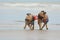 Two French Bulldog dogs carrying an anchor shaped dog toy together in snout while playing fetch at beach