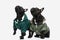 Two french bulldog dogs checking up what`s above them