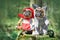 Two French Bulldog dogs dressed up as fairytale characters Little Red Riding Hood and Big Bad Wolf with full body costumes
