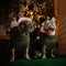 Two french bulldog dogs posing for christmas indoors