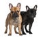 Two French Bulldogs, 1 year old and 6 Months old