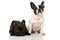 Two french bulldogs looks at the camera
