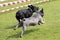 Two french bulldogs running on a lawn