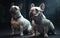 two french bulldogs sitting and looking at the camera on dark background