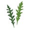 Two fresh arugula or garden rocket leaves. Natural greenery ingredient. Culinary herb. Flat vector design