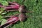 Two fresh beetroot bulbs vegetable on lawn with leaves