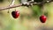 Two fresh cherries hanging at branch