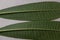 Two fresh green leaves placed on a mulberry paper.