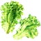 Two fresh green lettuce salad leaves isolated, watercolor illustration on white