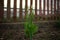 Two fresh green tulips with closed young buds grows in spring garden. Brown picket fence on background