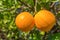 Two fresh oranges hanging at orange tree