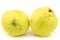 Two fresh quince fruits Cydonia oblonga
