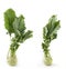 Two fresh ripe organic kohlrabi vegetable on white