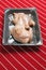 Two fresh uncooked duck legs on a grey plastic trey vacuumed packed for freshness, on a red butcher apron. Poultry product. Meat