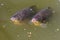 Two freshwater fish Silver crucian carp Carassius auratus gibelio