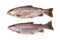 Two Freshwater Rainbow Trout Isolated