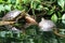 Two freshwater turtles resting on a log in a pond