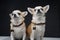 Two friendly canine animals chihuahua breed against dark background