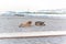 Two friendly dogs relax on sandy tropical beach near the blue sea.