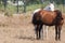 Two Friendly Horses