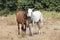 Two Friendly Horses