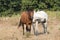 Two Friendly Horses