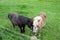 Two friendly horses in a springtime meadow.